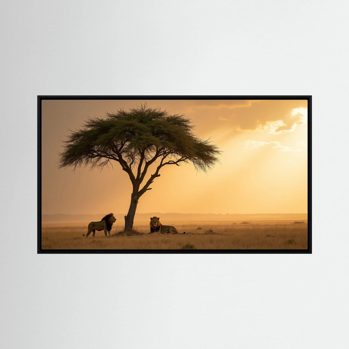 Lions domain