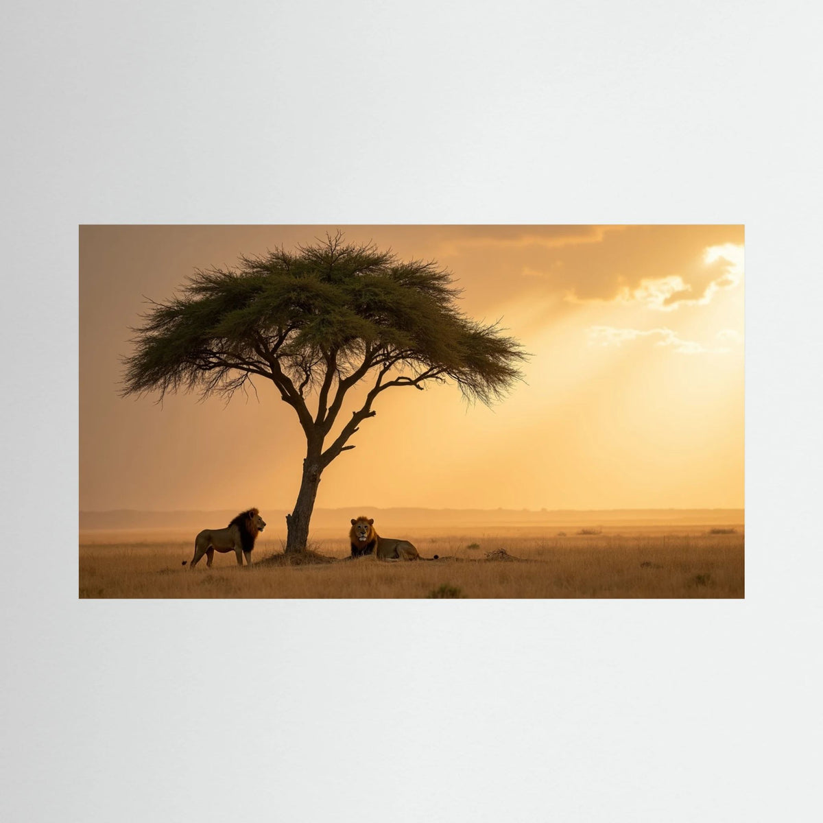Lions domain