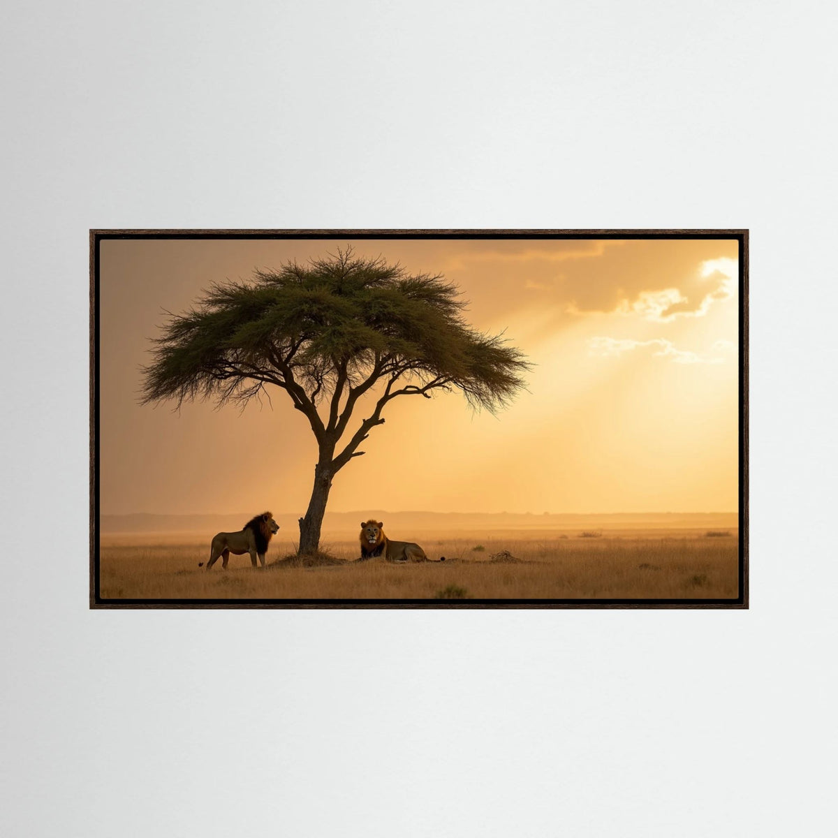 Lions domain