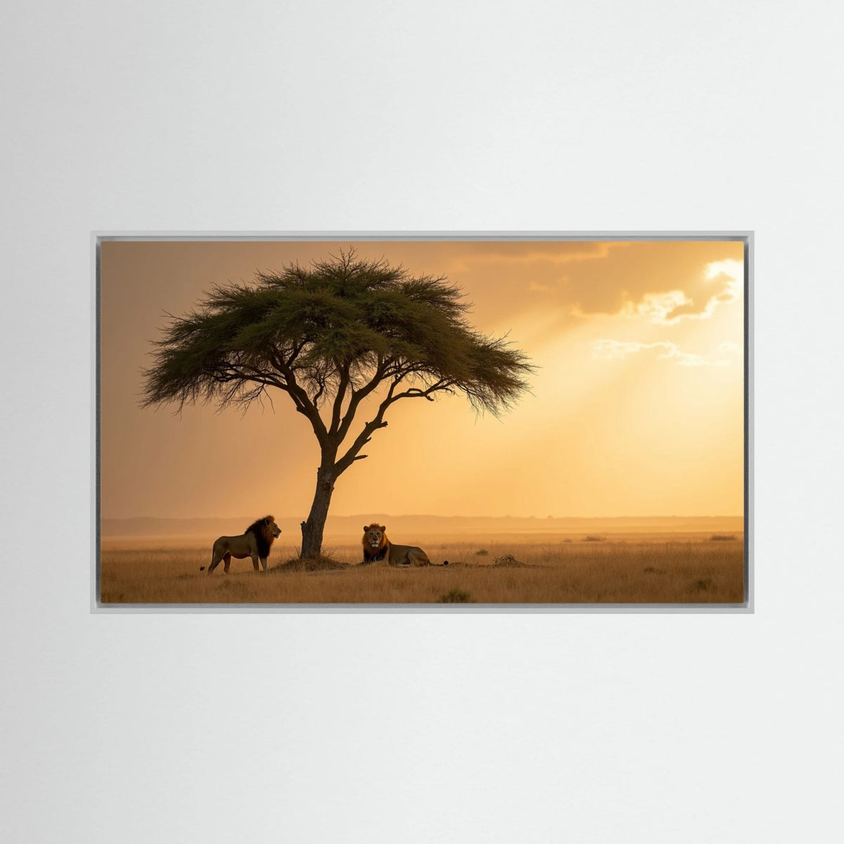 Lions domain