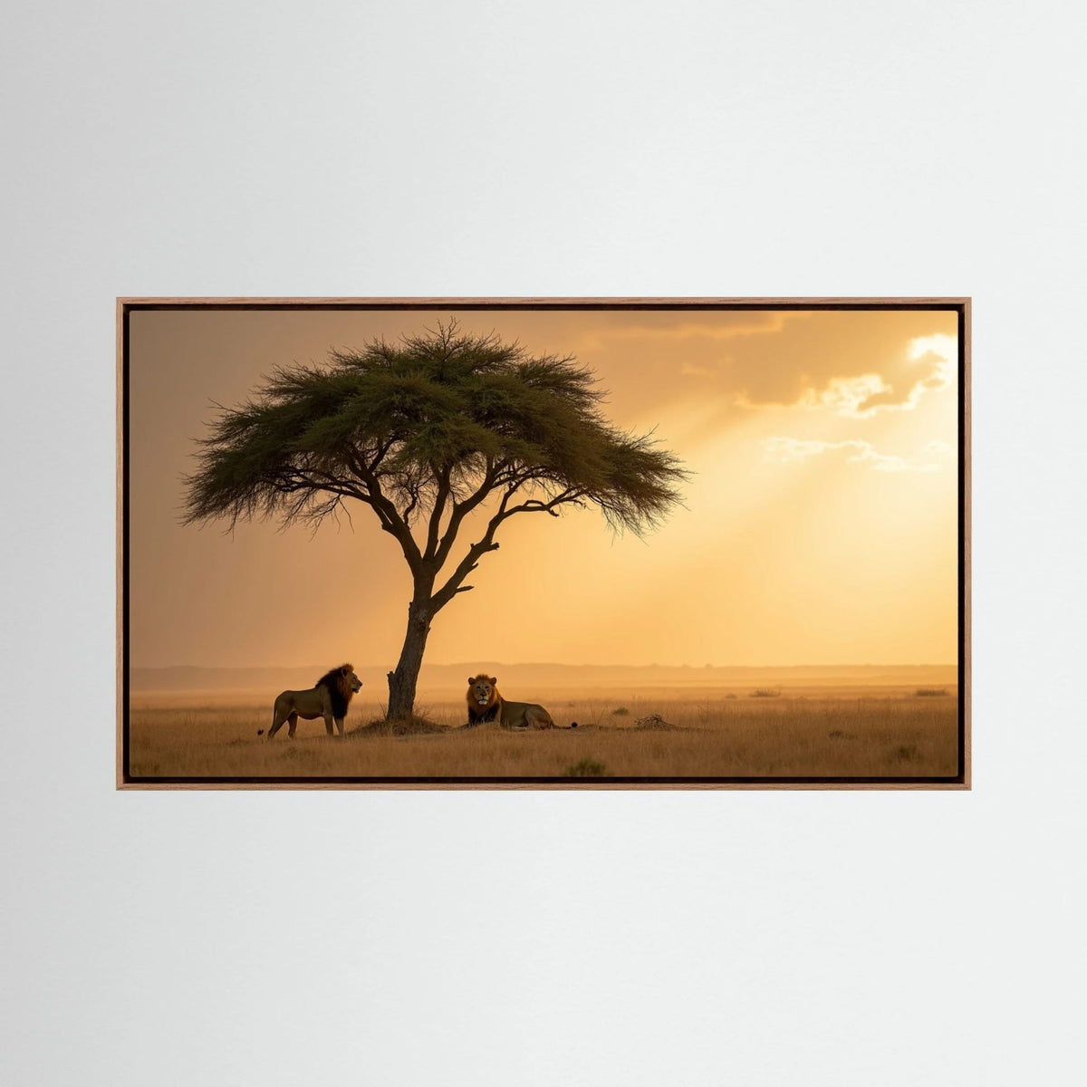 Lions domain